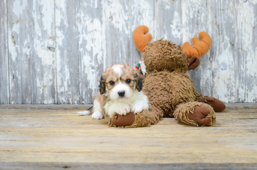 Playful Cavalier Designer Puppy