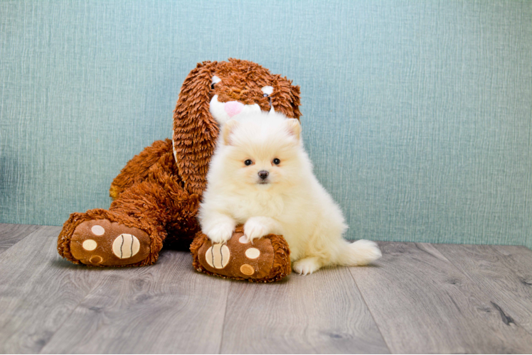 Akc Registered Pomeranian Baby