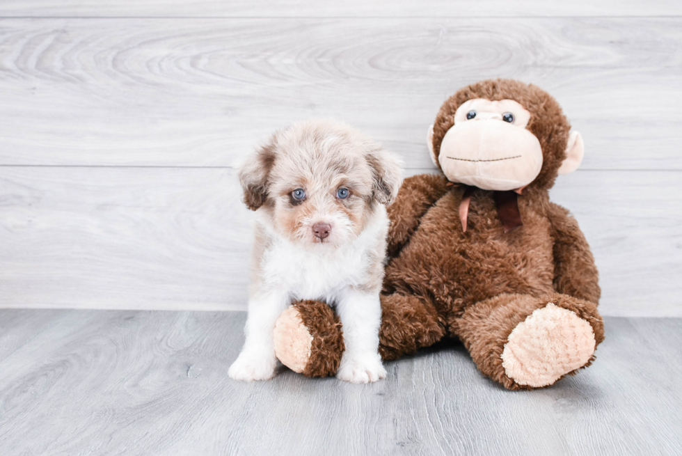 Mini Aussiedoodle Pup Being Cute