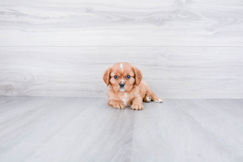 Popular Cavalier King Charles Spaniel Purebred Pup