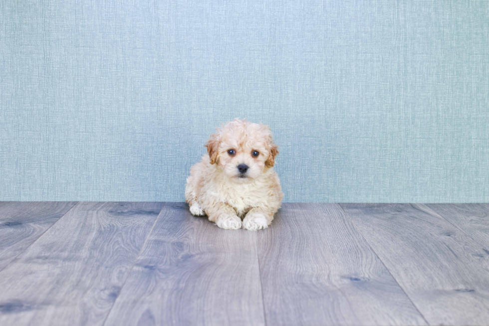 Popular Maltipoo Poodle Mix Pup