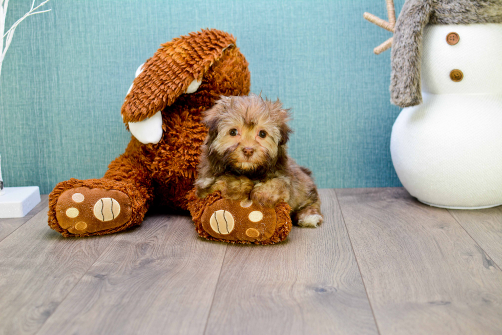 Meet Coco - our Havanese Puppy Photo 