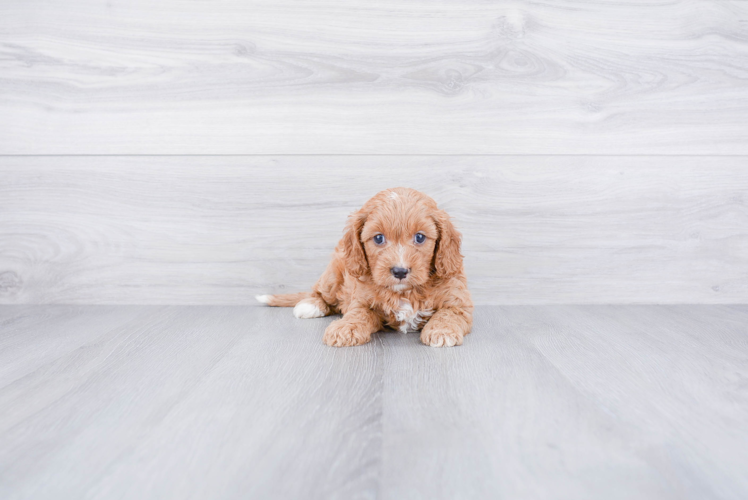 Popular Cavapoo Poodle Mix Pup