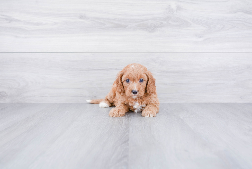 Popular Cavapoo Poodle Mix Pup