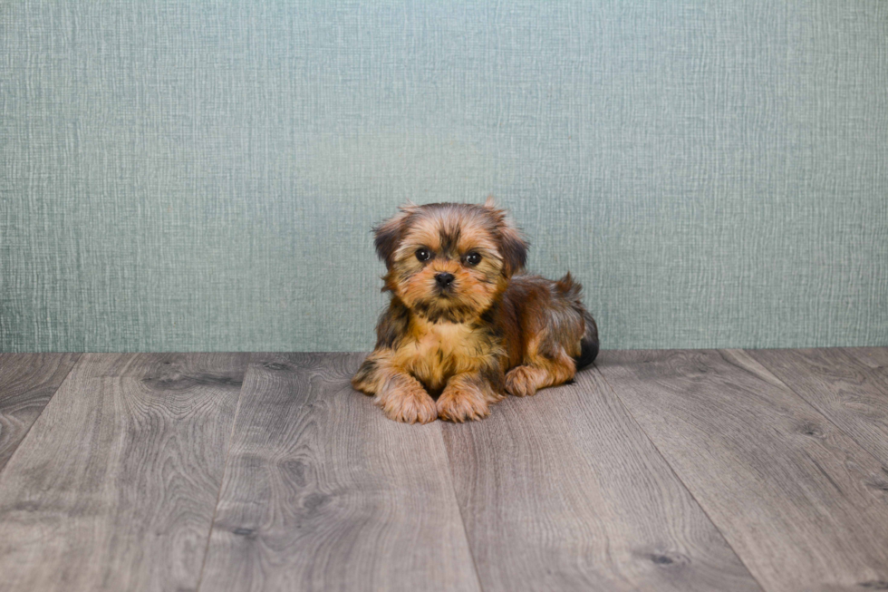 Shorkie Pup Being Cute