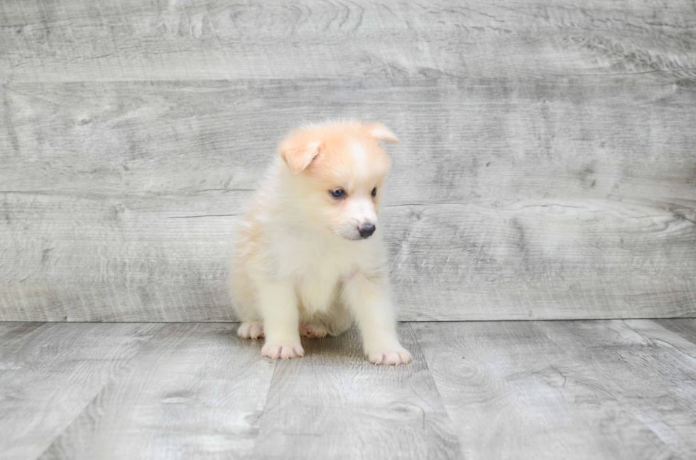 Adorable Mini Husky Designer Puppy