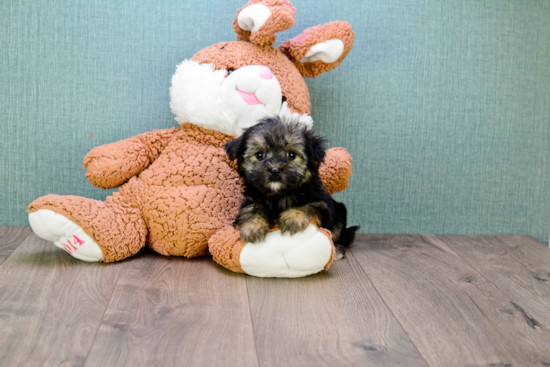 Morkie Pup Being Cute