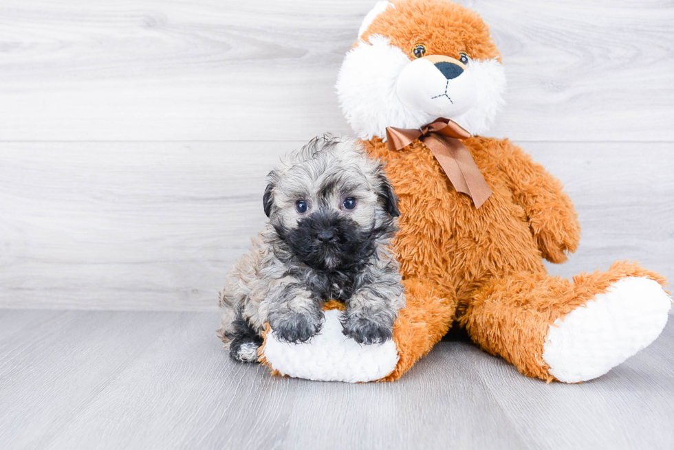 Hypoallergenic Havanese Baby