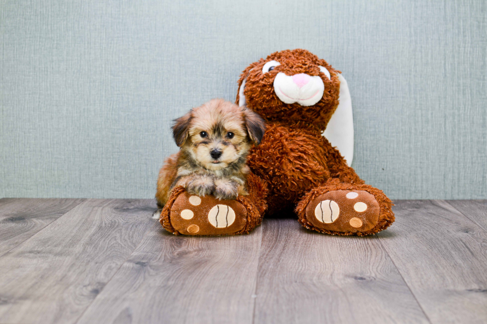 Morkie Puppy for Adoption