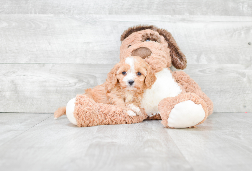 Best Cavapoo Baby