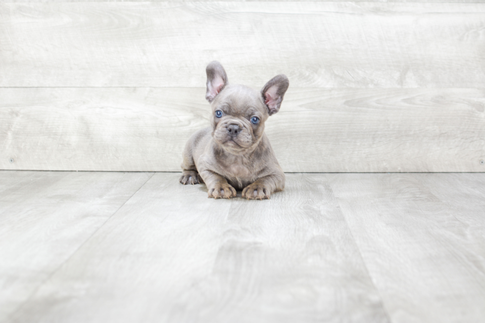 Little French Bulldog Baby