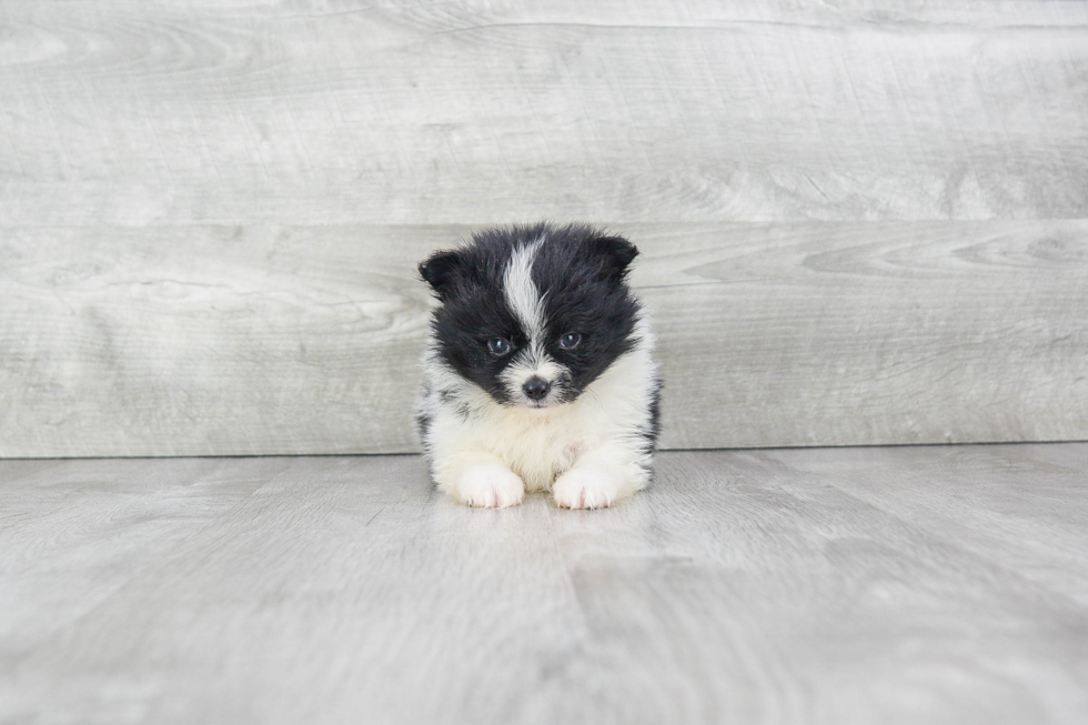 Fluffy Pomeranian Purebred Puppy