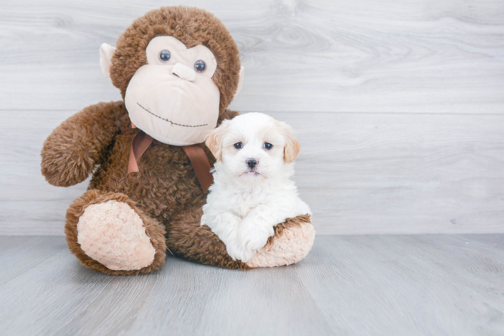 Best Shih Poo Baby