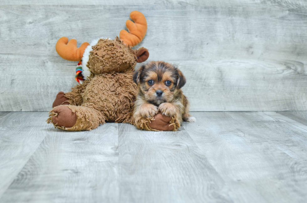 Petite Shorkie Designer Pup