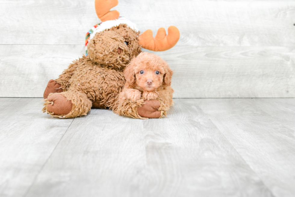 Smart Pudle Purebred Puppy