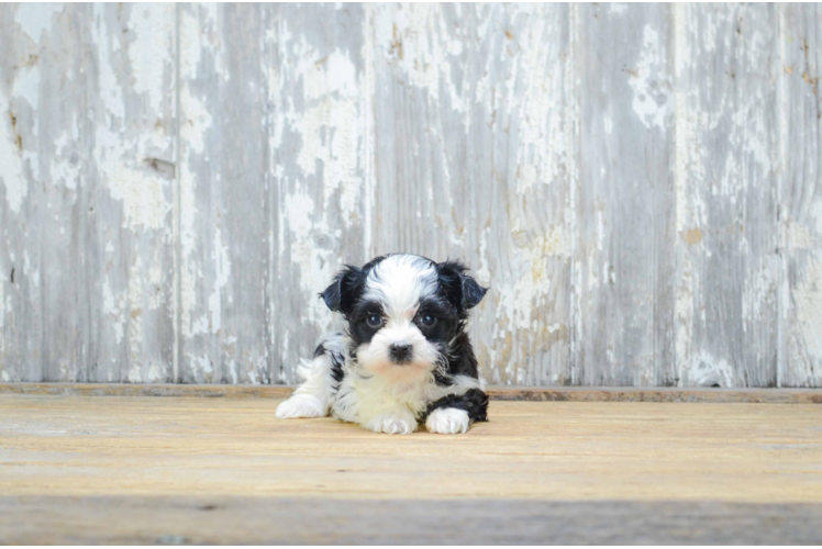 Playful Yorkie Designer Puppy