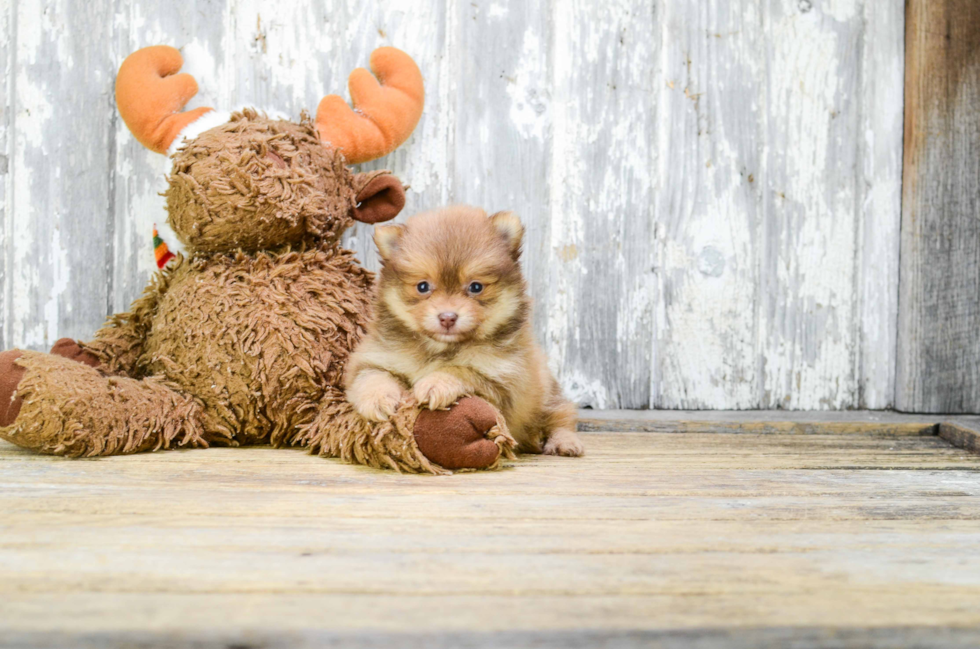 Pomeranian Pup Being Cute