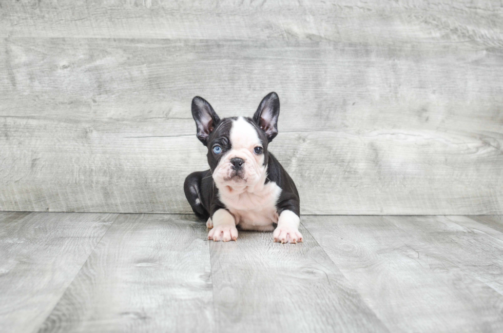 French Bulldog Pup Being Cute