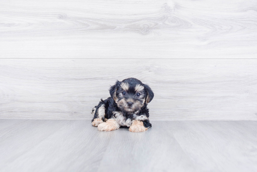Morkie Puppy for Adoption