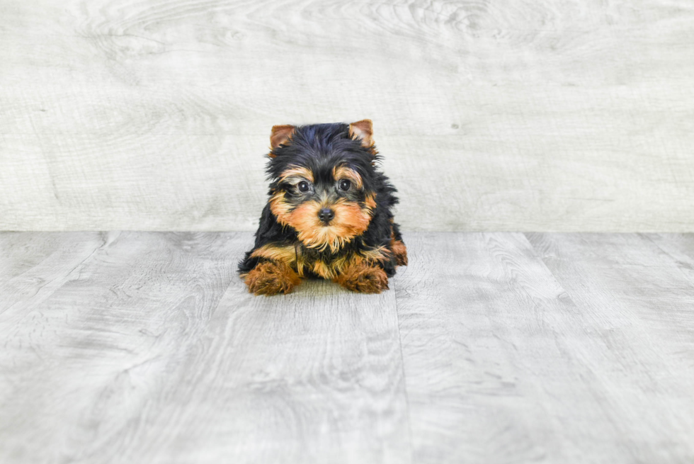 Meet Rascal - our Yorkshire Terrier Puppy Photo 