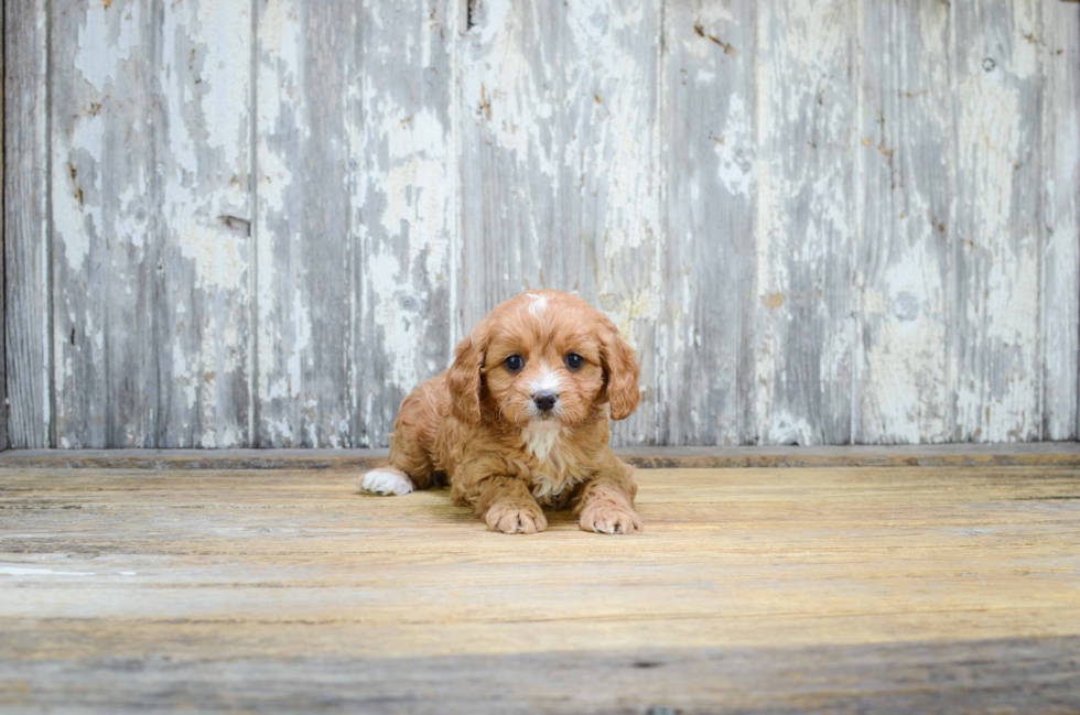 Cavapoo Pup Being Cute