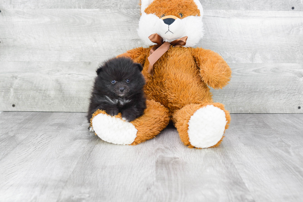 Happy Pomeranian Purebred Puppy