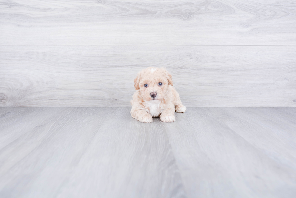 Popular Maltipoo Poodle Mix Pup