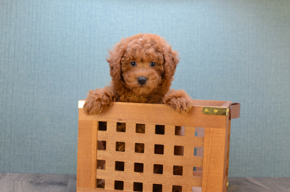 Happy Mini Goldendoodle Baby