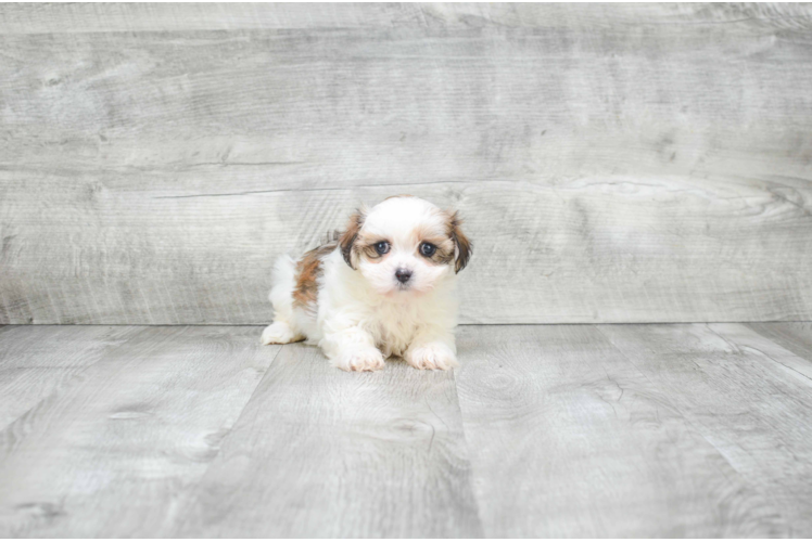 Teddy Bear Puppy for Adoption