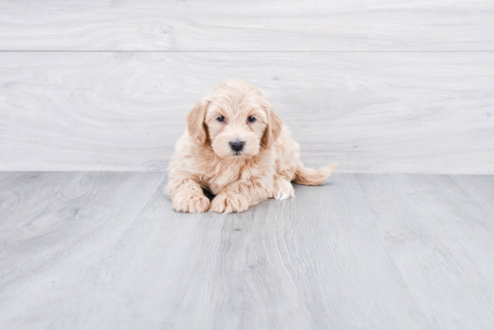 Mini Goldendoodle Puppy for Adoption