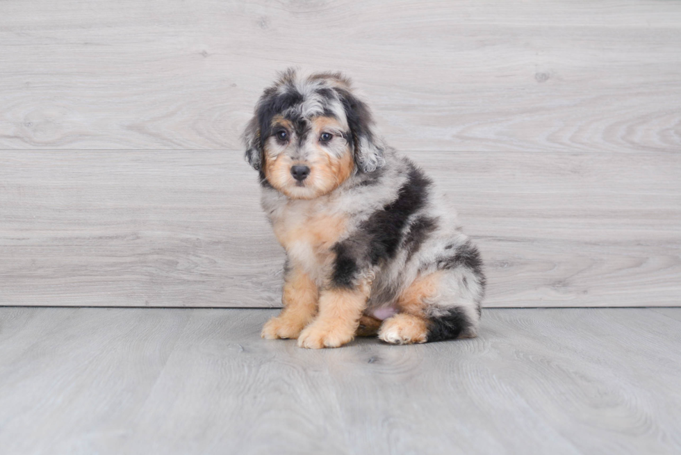 Mini Aussiedoodle Pup Being Cute