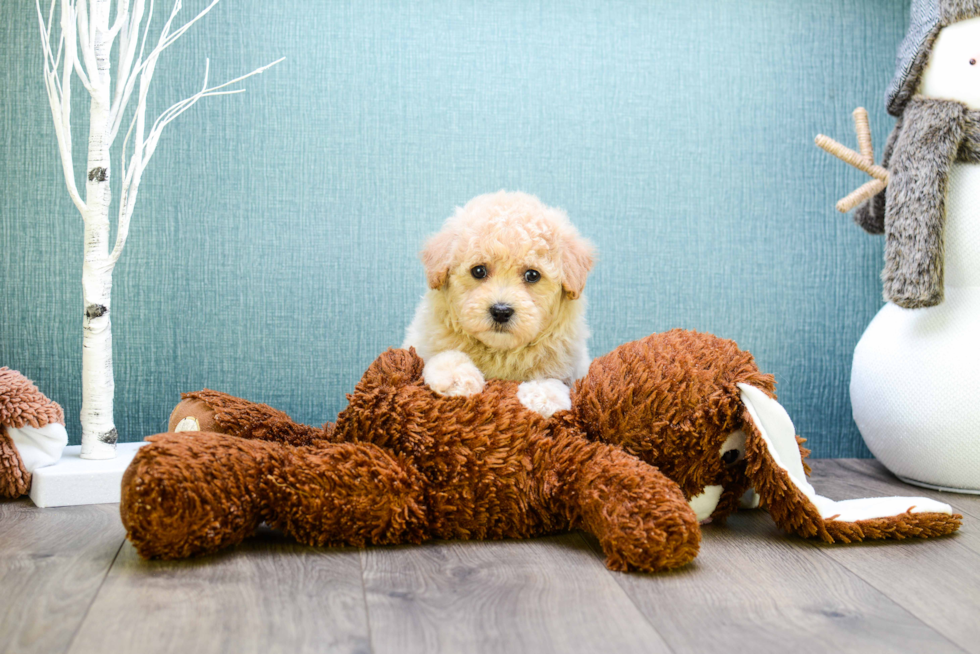 Sweet Cavapoo Baby