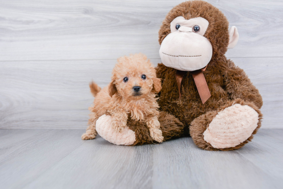 Adorable Golden Retriever Poodle Mix Puppy