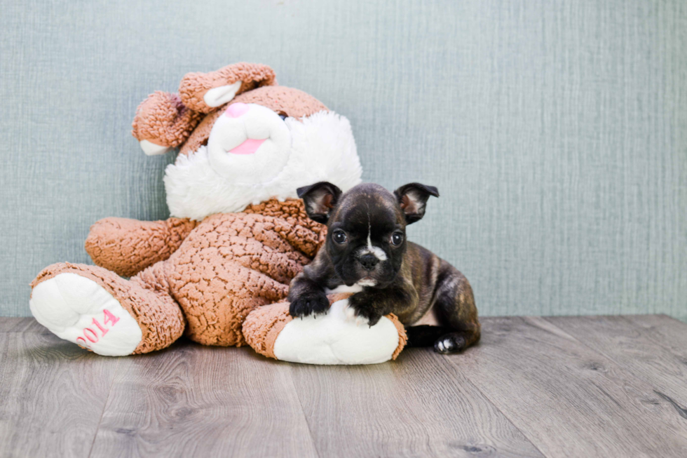 Fluffy Frenchie Purebred Puppy