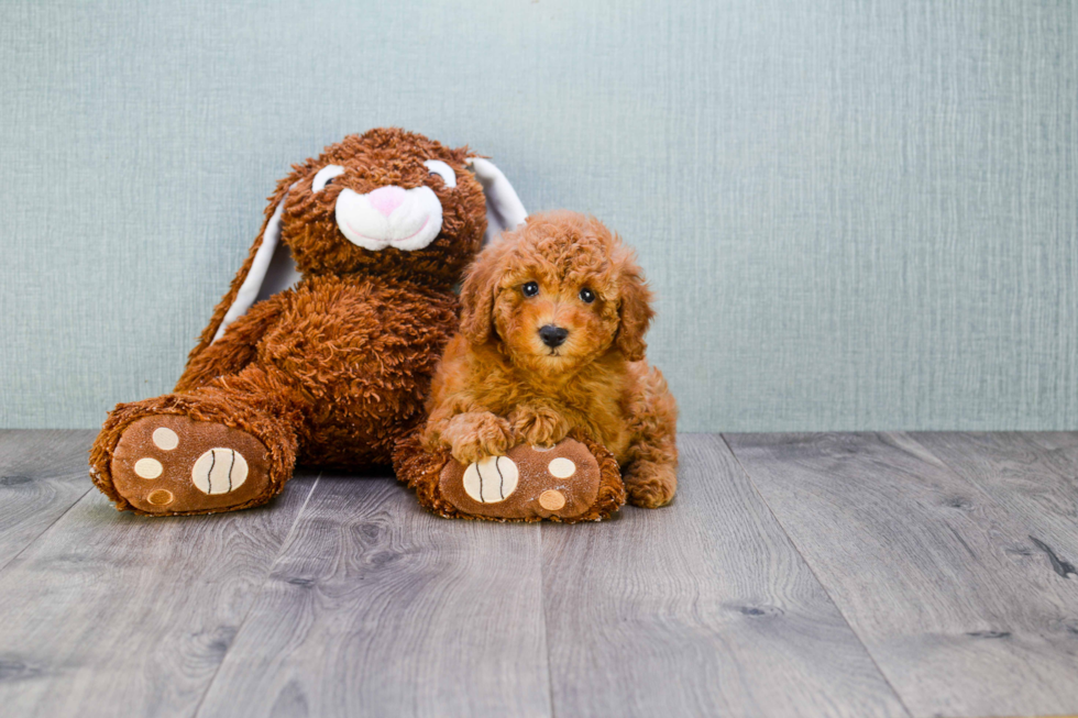 Cavapoo Puppy for Adoption