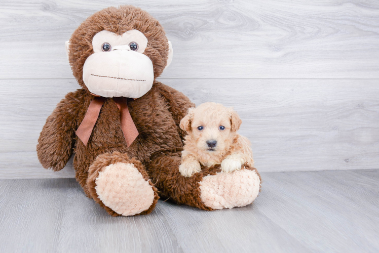 Maltipoo Pup Being Cute