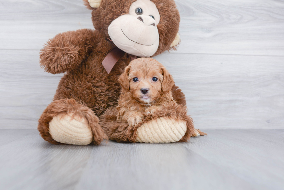 Cute Cavapoo Baby