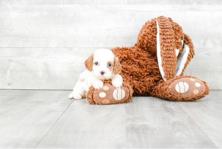 Best Cavapoo Baby