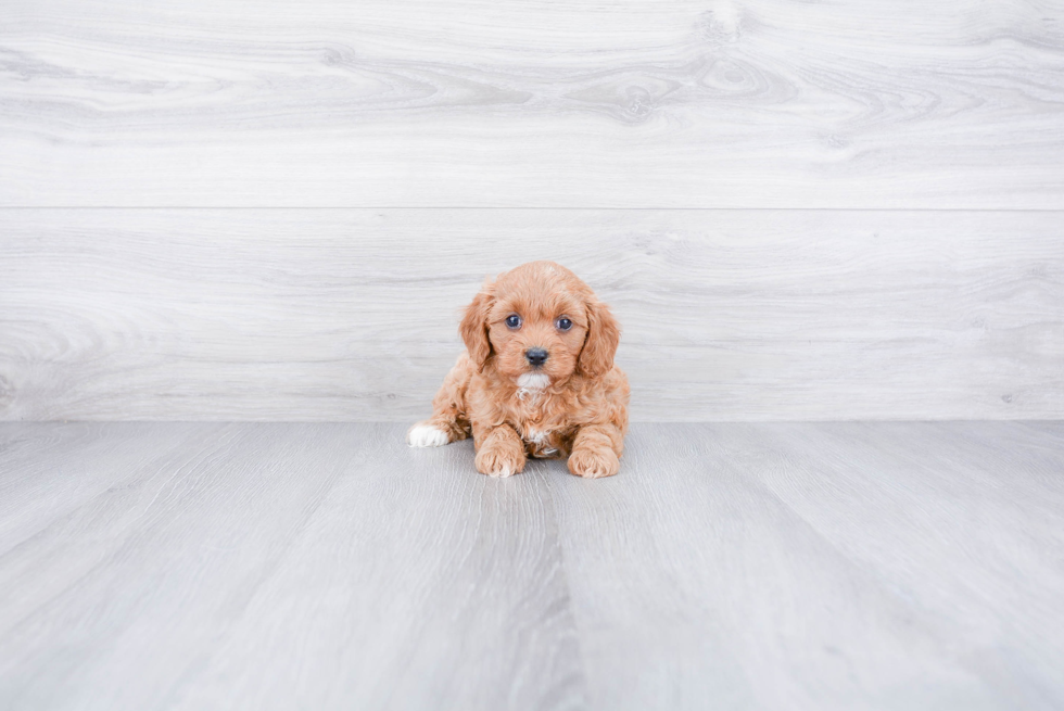 Happy Cavapoo Baby