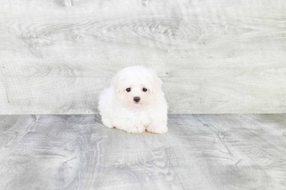 Little Maltese Baby