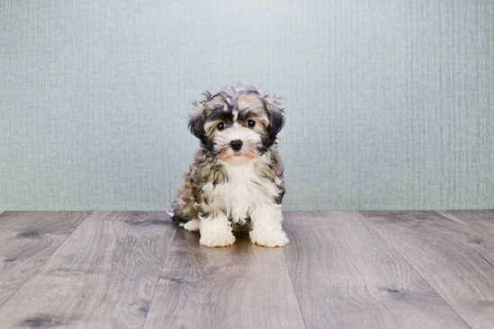 Energetic Havanese Purebred Puppy