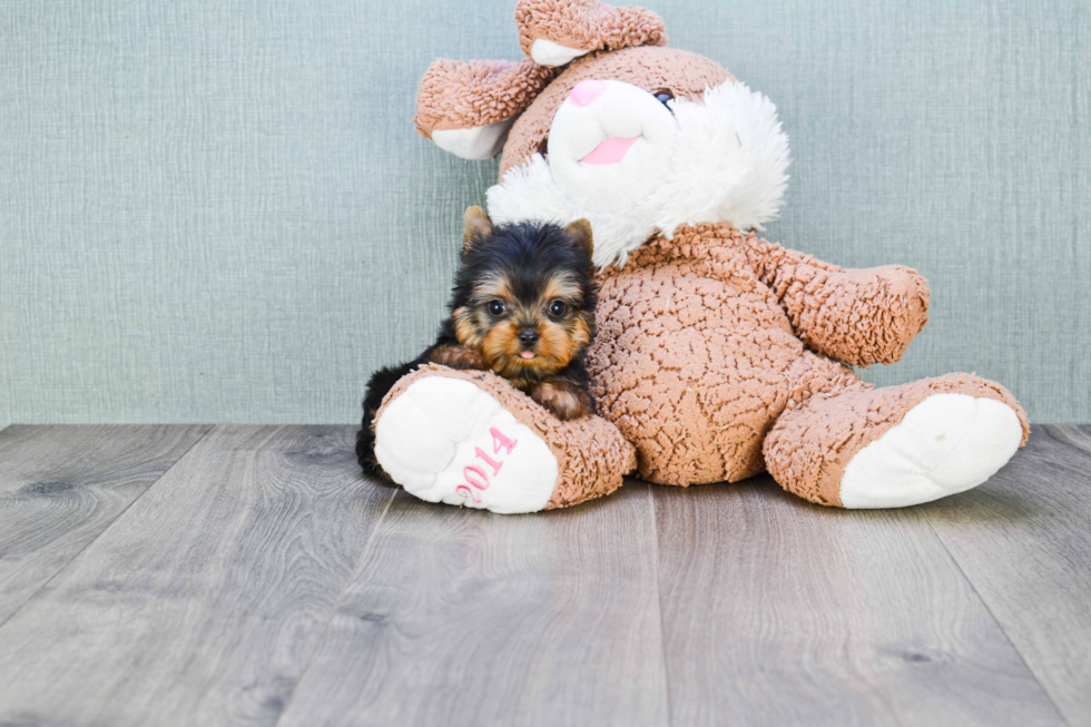 Meet Ronaldo - our Yorkshire Terrier Puppy Photo 