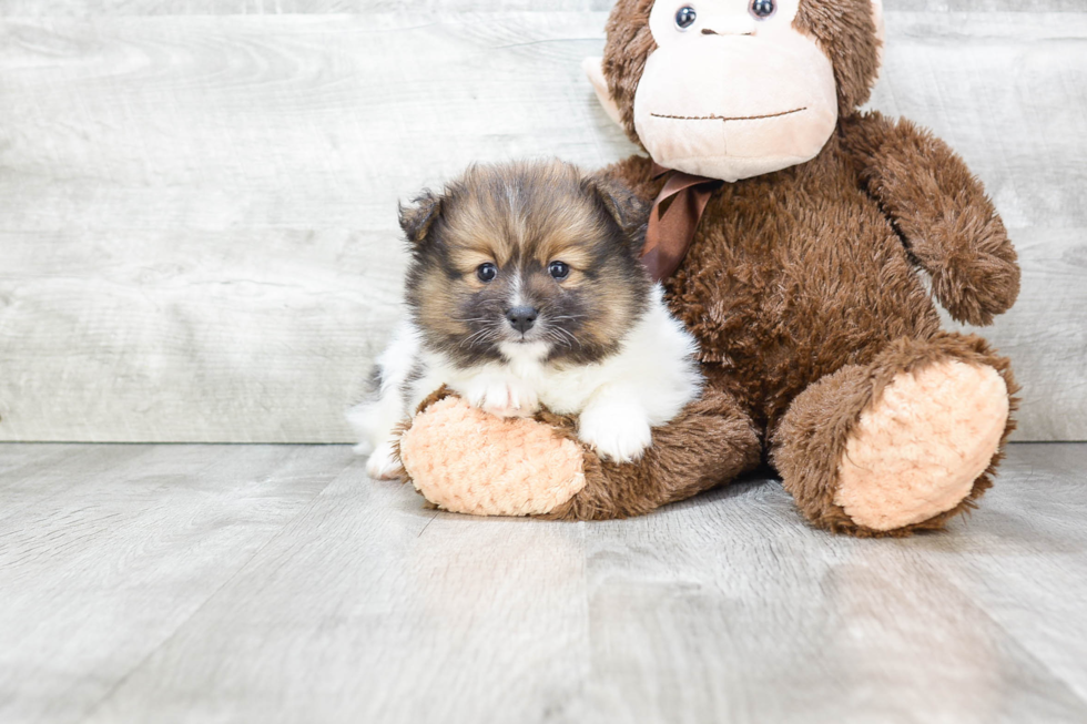 Pomeranian Pup Being Cute