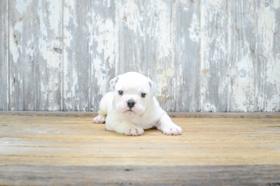 Cute English Bulldog Mix Puppy