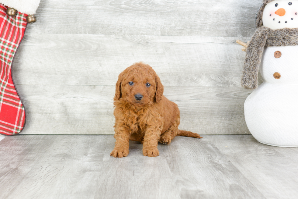 Mini Goldendoodle Pup Being Cute