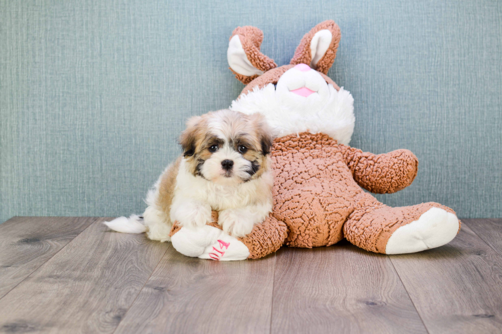 Teddy Bear Pup Being Cute