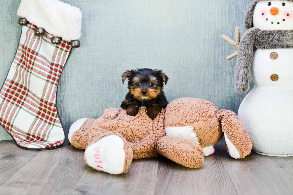 Meet Izzie - our Yorkshire Terrier Puppy Photo 