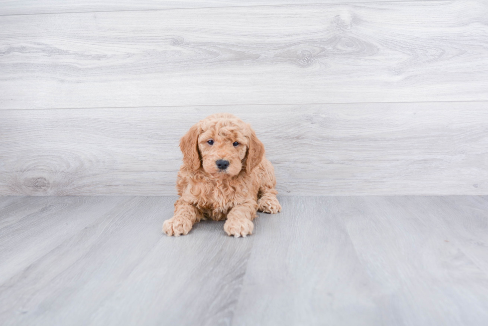 Mini Goldendoodle Puppy for Adoption