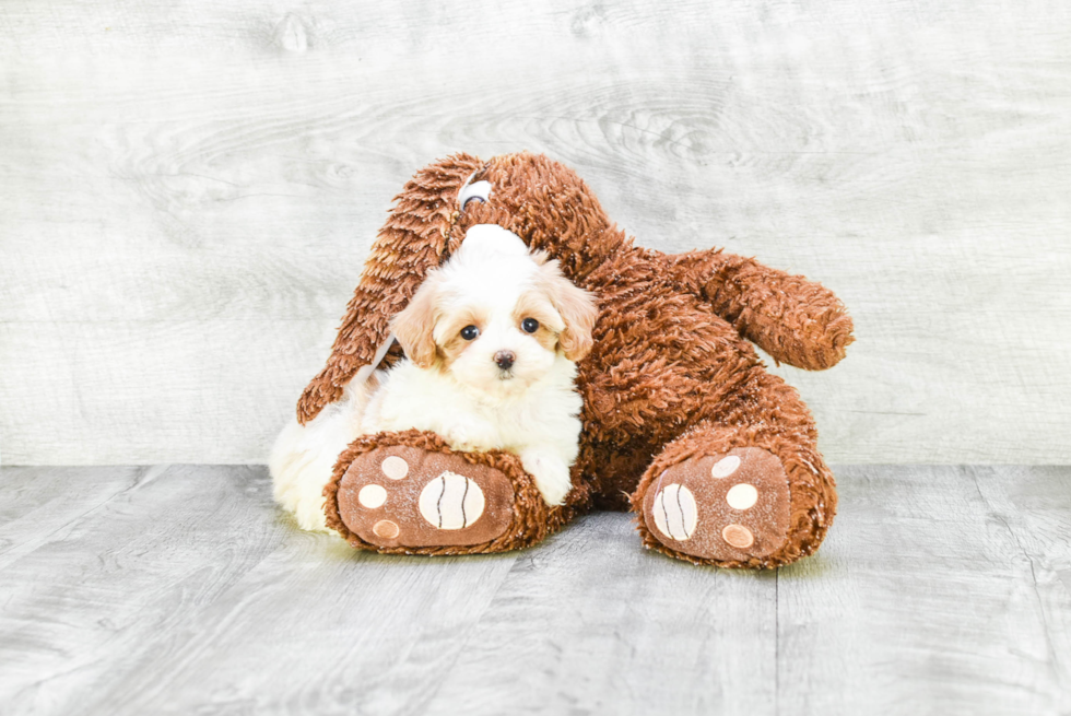 Popular Cavapoo Poodle Mix Pup