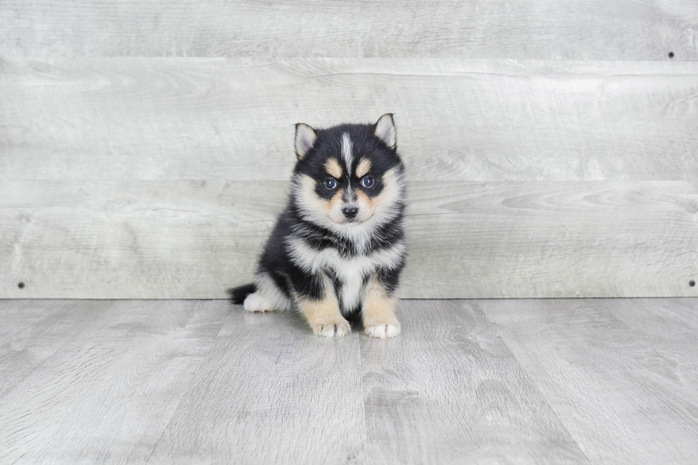 Smart Pomsky Designer Pup